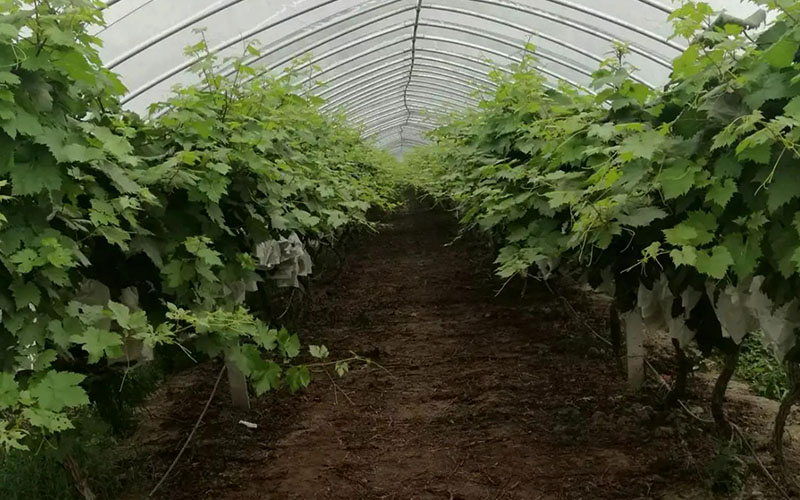 葡萄種多久搭棚長足發展？